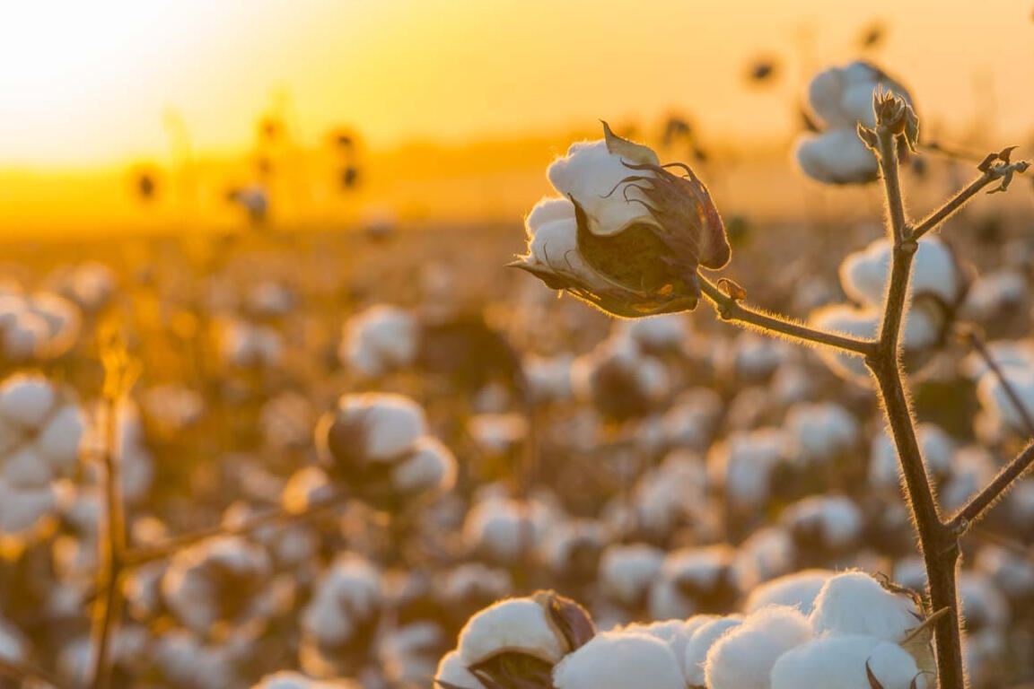 Cotton buds in a field at sunset